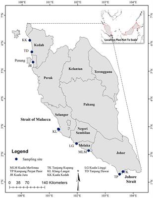 Elemental Composition and Health Risk Assessment of Giant Mudskipper (Periophthalmodon schlosseri) From the Intertidal Zone of the West Coast of Peninsular Malaysia